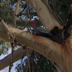 Callocephalon fimbriatum (Gang-gang Cockatoo) at Deakin, ACT - 14 Jul 2021 by mgannon