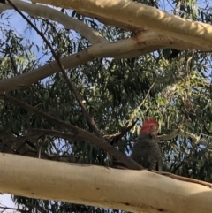 Callocephalon fimbriatum at Deakin, ACT - suppressed