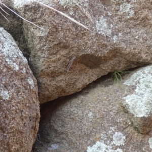 Coryphistes ruricola at Jindabyne, NSW - 12 Mar 2022