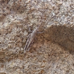 Coryphistes ruricola at Jindabyne, NSW - 12 Mar 2022