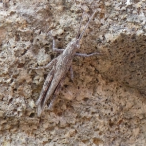 Coryphistes ruricola at Jindabyne, NSW - 12 Mar 2022