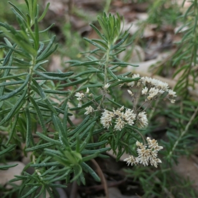 Cassinia aculeata subsp. aculeata (Dolly Bush, Common Cassinia, Dogwood) at Yass River, NSW - 18 Mar 2022 by SenexRugosus