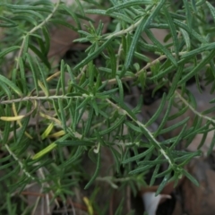 Cassinia aculeata subsp. aculeata at Yass River, NSW - 18 Mar 2022