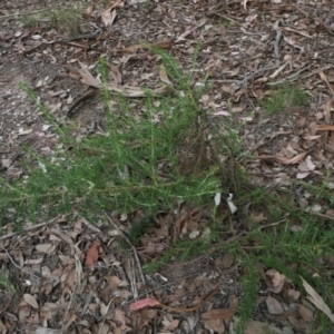 Cassinia aculeata subsp. aculeata at Yass River, NSW - 18 Mar 2022