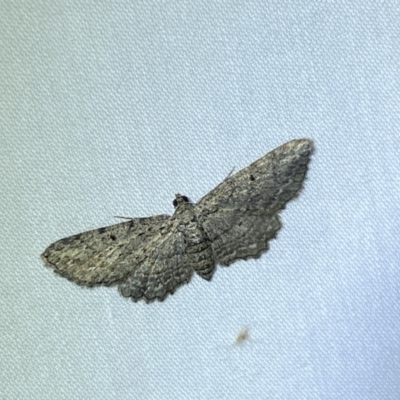 Psilosticha pristis (Little Brown Bark Moth) at Jerrabomberra, NSW - 18 Mar 2022 by Steve_Bok