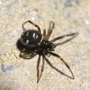 Steatoda capensis at Jerrabomberra, NSW - suppressed