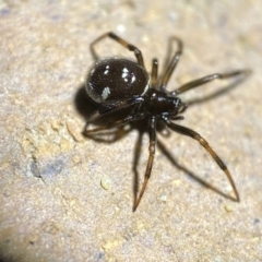 Steatoda capensis at Jerrabomberra, NSW - suppressed