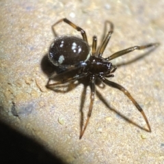 Steatoda capensis at Jerrabomberra, NSW - suppressed