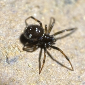 Steatoda capensis at Jerrabomberra, NSW - suppressed