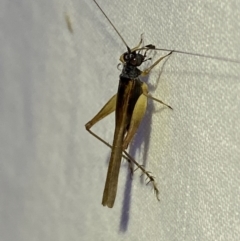 Trigonidium vittaticollis (A sword-tail cricket) at Jerrabomberra, NSW - 18 Mar 2022 by SteveBorkowskis