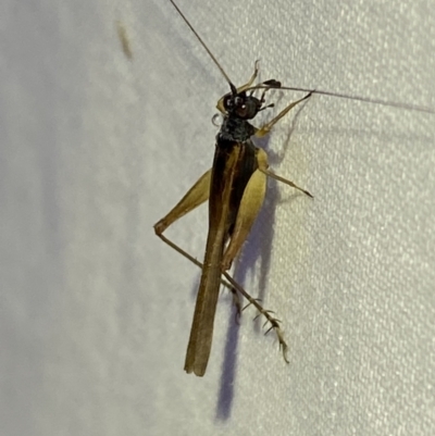 Trigonidium vittaticollis (A sword-tail cricket) at Jerrabomberra, NSW - 18 Mar 2022 by SteveBorkowskis