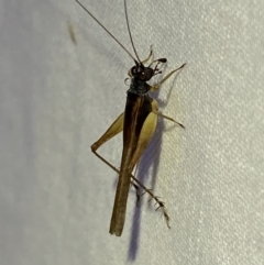 Trigonidium vittaticollis at Jerrabomberra, NSW - suppressed