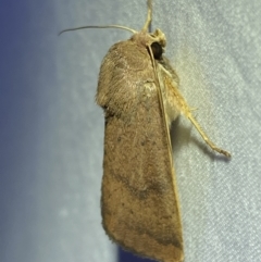 Helicoverpa (genus) at Jerrabomberra, NSW - suppressed