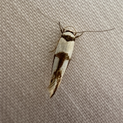Stathmopodidae (family) (A Concealer moth) at Jerrabomberra, NSW - 18 Mar 2022 by Steve_Bok