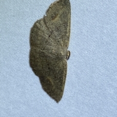 Casbia (genus) (A Geometer moth) at Jerrabomberra, NSW - 17 Mar 2022 by Steve_Bok