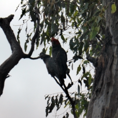 Callocephalon fimbriatum (Gang-gang Cockatoo) at Mount Mugga Mugga - 9 Mar 2022 by Mike