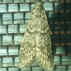 Heteromicta pachytera (Galleriinae subfamily moth) at Turner, ACT - 18 Mar 2022 by LD12