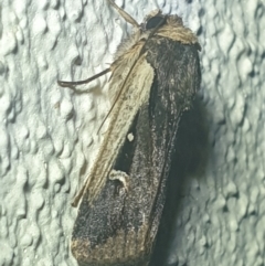 Proteuxoa tortisigna (Streaked Rictonis Moth) at Turner, ACT - 18 Mar 2022 by LD12