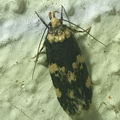 Sphyrelata amotella (A Concealer moth) at Turner, ACT - 18 Mar 2022 by LD12