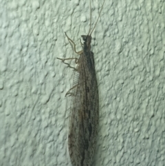 Oedosmylus tasmaniensis (Lacewing) at Turner, ACT - 18 Mar 2022 by LD12