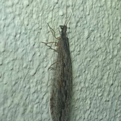 Oedosmylus tasmaniensis (Lacewing) at Turner, ACT - 18 Mar 2022 by LD12