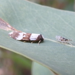 Halone sejuncta at Stromlo, ACT - 18 Mar 2022 05:19 PM