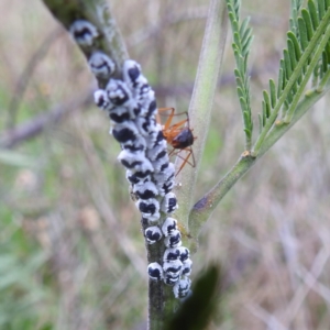 Melanococcus albizziae at Stromlo, ACT - 18 Mar 2022