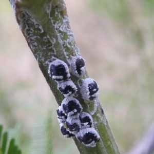 Melanococcus albizziae at Stromlo, ACT - 18 Mar 2022