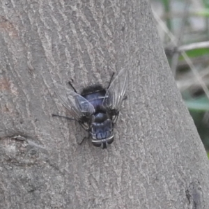 Rutilia sp. (genus) at Stromlo, ACT - 18 Mar 2022