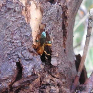 Theronia maculosa at Stromlo, ACT - 18 Mar 2022 05:43 PM