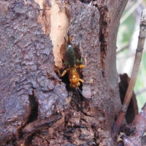 Theronia maculosa at Stromlo, ACT - 18 Mar 2022 05:43 PM