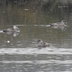 Anas gracilis (Grey Teal) at Kambah, ACT - 18 Mar 2022 by HelenCross