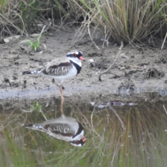 Charadrius melanops (Black-fronted Dotterel) at Kambah, ACT - 18 Mar 2022 by HelenCross