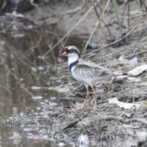 Charadrius melanops at Kambah, ACT - 18 Mar 2022 06:07 PM