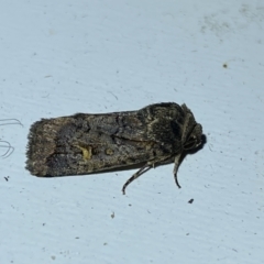 Proteuxoa microspila (Little Noctuid) at Jerrabomberra, NSW - 18 Mar 2022 by SteveBorkowskis