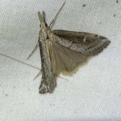 Eudonia (genus) at Jerrabomberra, NSW - 18 Mar 2022 by Steve_Bok