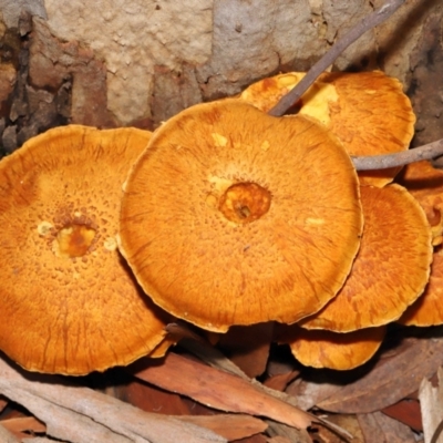 Gymnopilus junonius (Spectacular Rustgill) at Acton, ACT - 18 Mar 2022 by TimL