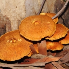 Gymnopilus junonius at Acton, ACT - 18 Mar 2022