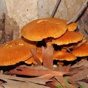 Gymnopilus junonius at Acton, ACT - 18 Mar 2022