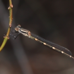 Austrolestes leda (Wandering Ringtail) at Acton, ACT - 18 Mar 2022 by TimL