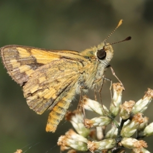 Ocybadistes walkeri at Acton, ACT - 18 Mar 2022