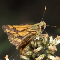 Ocybadistes walkeri at Acton, ACT - 18 Mar 2022