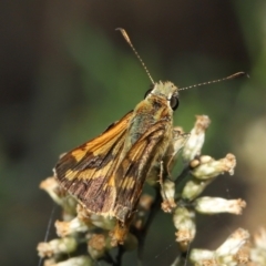 Ocybadistes walkeri at Acton, ACT - 18 Mar 2022