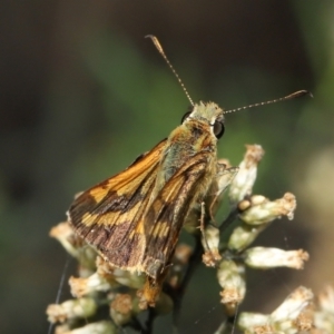 Ocybadistes walkeri at Acton, ACT - 18 Mar 2022