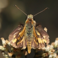 Ocybadistes walkeri at Acton, ACT - 18 Mar 2022 12:19 PM