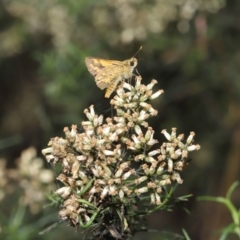 Ocybadistes walkeri at Acton, ACT - 18 Mar 2022