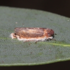 Entomophthoraceae (family) (An entomopathogenic (insect killing) fungus) at Mount Clear, ACT - 17 Mar 2022 by TimL