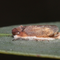 Entomophthoraceae (family) at Mount Clear, ACT - 17 Mar 2022 12:25 PM