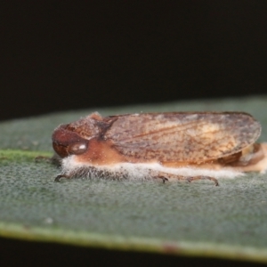 Entomophthoraceae (family) at Mount Clear, ACT - 17 Mar 2022 12:25 PM