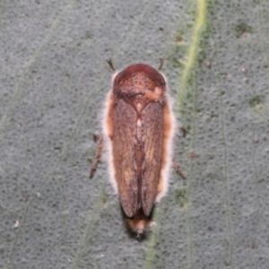 Entomophthoraceae (family) at Mount Clear, ACT - 17 Mar 2022 12:25 PM